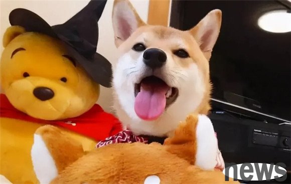 If your dog has these 5 behaviors, it means it is very happy