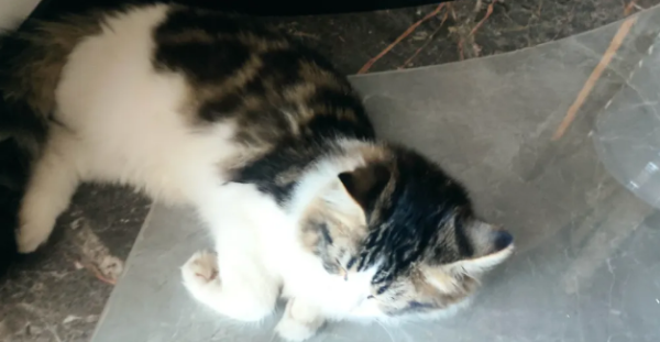 Can cats recognize their children?