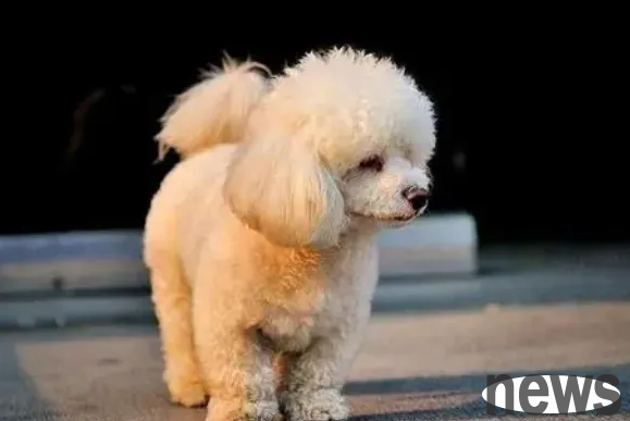 The dog s behavior at home means that it treats itself as its owner.