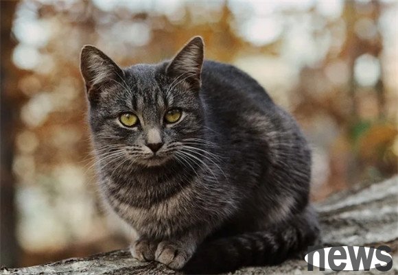 Why do cats