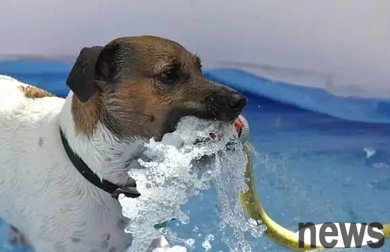 What to do if dogs are infected with water? How to treat it?