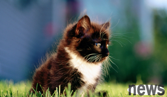 Can cats that have been raised free to adults still be kept in captivity? How should we transition?