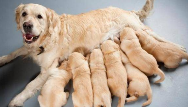 How to care for female dogs during breastfeeding?