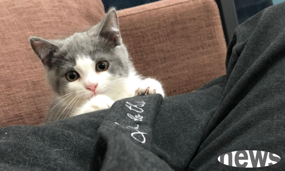 What are the spiritualities of cats?