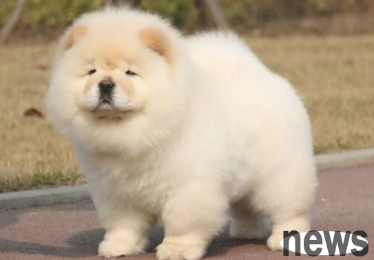 Dogs dislike you and may have these behaviors!