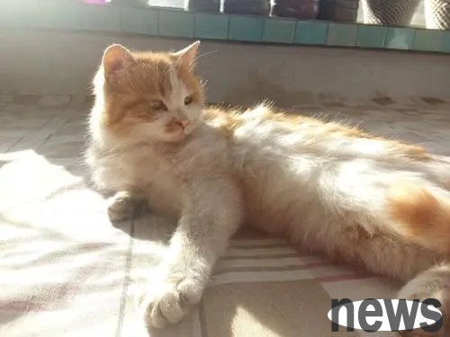 Cats are prohibited on an island in the Arctic. Islanders changed the name of the cat that