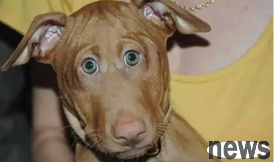 What does the world look like through a dog’s eyes? Let’s take a look together