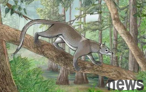This creature that lived 50 million years ago is actually the common ancestor of cats and dogs. You can’t guess what it looks like