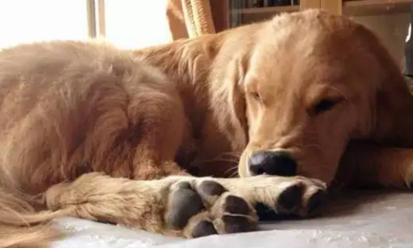 What s wrong with dogs chewing their feet? Don’t ignore it!