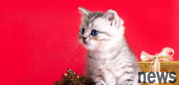 so cute! The cat in the college dormitory got out of bed to look for food and turned the bed ladder into a